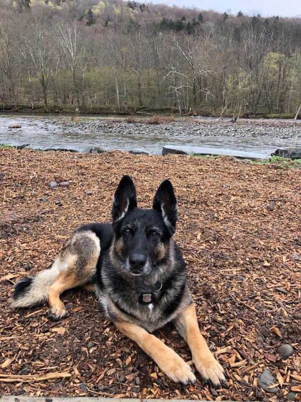 Raven, Beloved Town Of Newburgh K-9 Officer, Dies