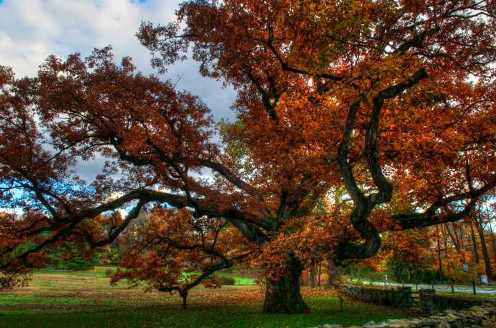 The 500-year-old, historic Bedford Oak is one of Westchester&#x27;s most glorious sights in the fall.