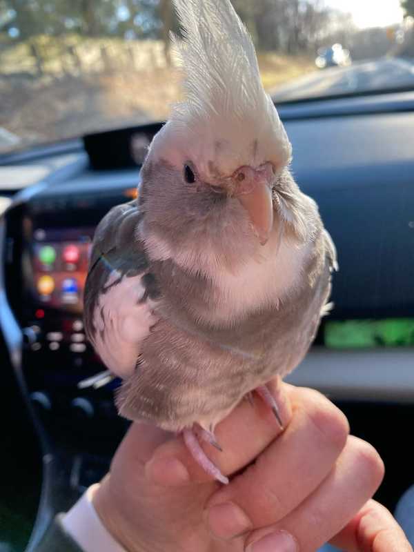 Area Family's Bird Found Miles From Home At HS Lacrosse Practice