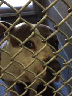 Abandoned Dog Found Tied To Tree In Norwalk Park Stirs Plenty Of Hearts