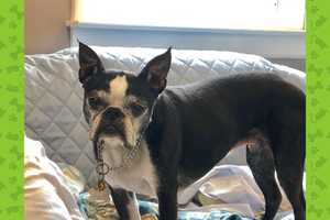 Boston Terrier Who Hates Rain Missing In Greenwich Since Storm