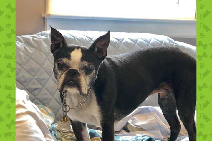 Boston Terrier Who Hates Rain Missing In Greenwich Since Storm