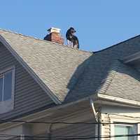 <p>Bridgeport firefighters saved a dog who was stuck on a roof.</p>