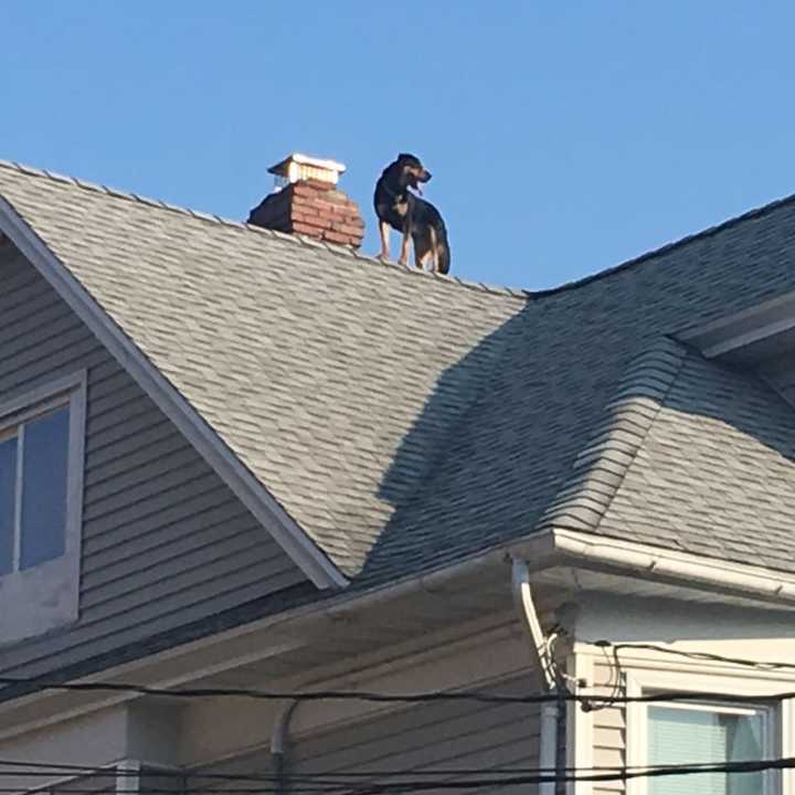 Bridgeport firefighters saved a dog who was stuck on a roof.