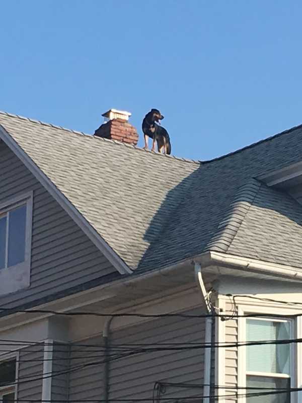 Exploring Dog Climbs Out Third-Floor Window, Gets Stuck On Roof In Bridgeport