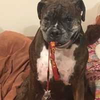 <p>Remy is a Bulldog who likes to take his owner&#x27;s keys.</p>