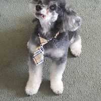 <p>Pepper is a Phantom Toy Poodle.</p>