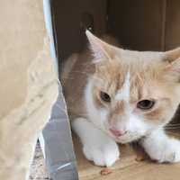 <p>This male cat was rescued by a 10-year-old boy in Bridgeport after he was reportedly thrown from a bridge, according to Bridgeport Animal Control.</p>