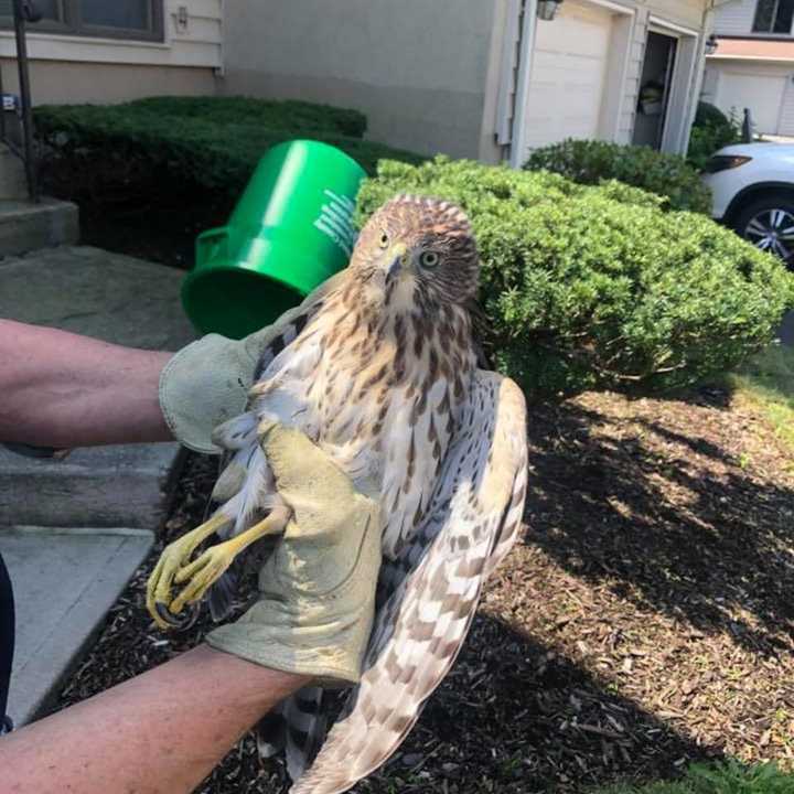 An injured hawk was rescued with an assist from members of the Clarkstown Police Department.