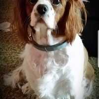 <p>Daisy is a Cavalier King Charles Spaniel Blenheim.</p>