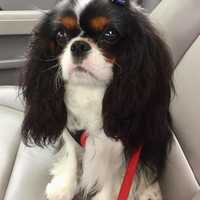 <p>Isaac is a Cavalier King Charles Spaniel.</p>