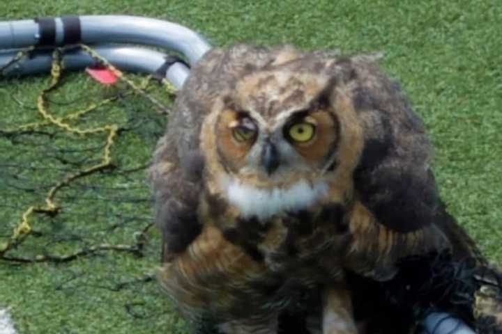 It's A Hoot: Police Help Rescue Owl Caught In Net In Westchester