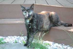 Help Find Gremlin, Last Seen In Armonk