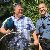 <p>Harding patrolman Mike Resciniti helped wrangle the frightened pheasant over the weekend.</p>