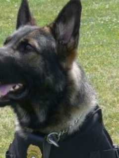 Fairfield Police Launch GoFundMe Campaign To Pay For K9 Unit