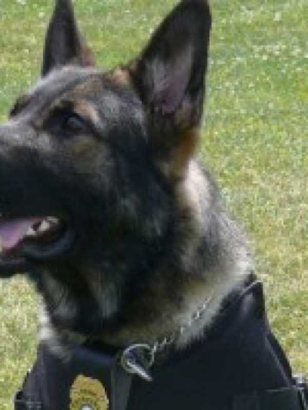 Fairfield Police Launch GoFundMe Campaign To Pay For K9 Unit