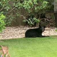 <p>Young black bear chillin&#x27; in Ridgefield.</p>