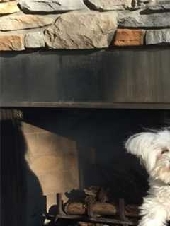 Deaf Harrington Park Mom Seeks Service Dog