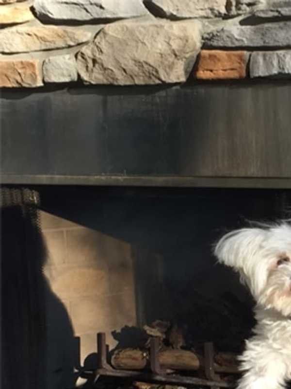 Deaf Harrington Park Mom Seeks Service Dog