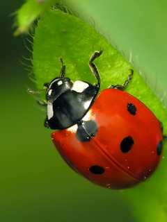 Annual Ladybug Release, Festival Comes To Rutherford