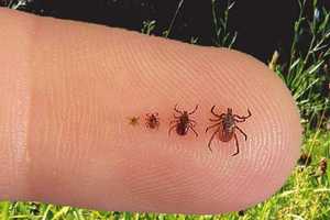 Deadly Powassan Virus Now Found In Five NY Tick Pools