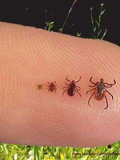 Safeguard Your Home From Ticks; Norwalk Company Explains How