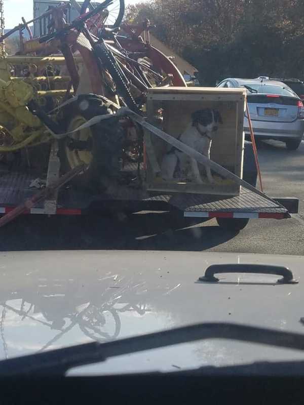 Photo Of Dog On Trailer Near Newburgh-Beacon Bridge Sparks Outcry