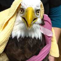 <p>The bald eagle hit by a vehicle has died.</p>