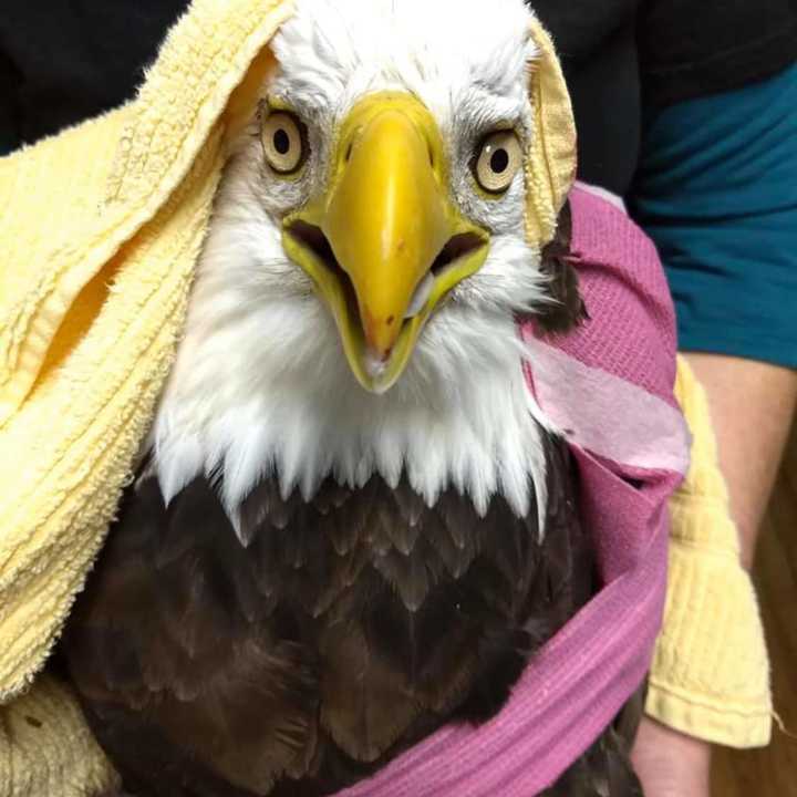 The bald eagle hit by a vehicle has died.