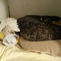 <p>A bald eagle who was poisoned and paralyzed is making progress.</p>