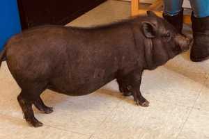 Wandering Potbelly Pig Reunited With Owner In Area