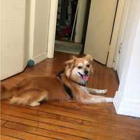 Have You Seen Lost Peekskill Dog 'Pip'?