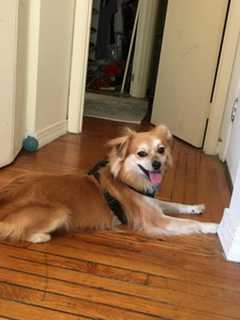 Have You Seen Lost Peekskill Dog 'Pip'?