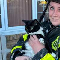 <p>Two cats perished and two others were burned in the fire.</p>