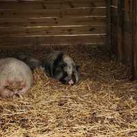 <p>Pigs in their new enclosure after flooding at Kimmy's Safe Haven Rescue in Egg Harbor City, NJ.</p>