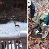 <p>The poor creature was rescued Tuesday in Upper Saddle River.</p>