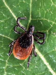 Tick Control Methods On Public Lands Expanding In Hudson Valley