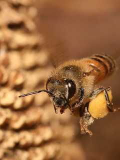 Expert Talks About Honeybees In White Plains