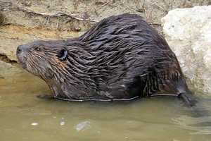 Poughkeepsie Woman Wants Better Signage Near City Beaver Traps 