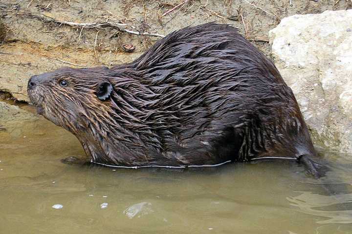 Poughkeepsie Woman Wants Better Signage Near City Beaver Traps 