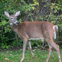 62 Infected Deer Detected In Maryland As Fatal Disease Spreads To New County