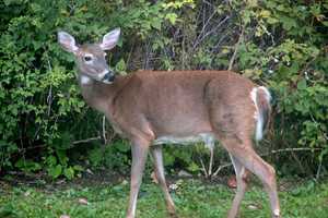 Man Accused Of Illegally Killing Deer Near Home In Hudson Valley