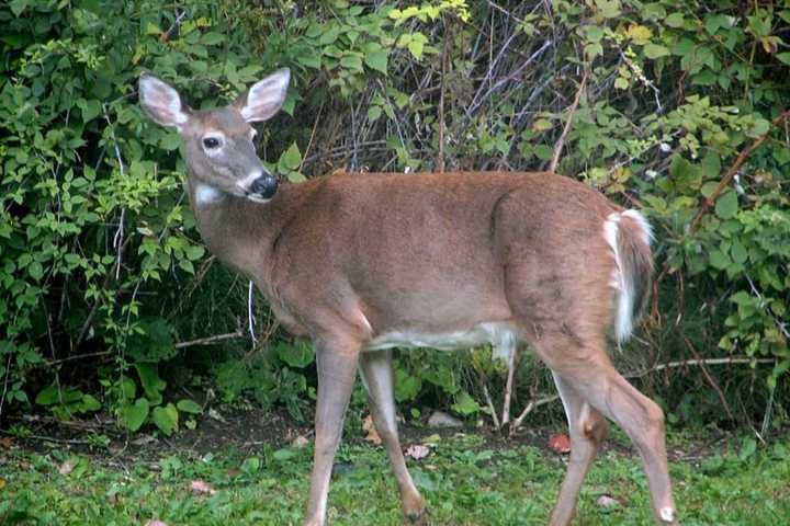 Man Accused Of Illegally Killing Deer Near Home In Area