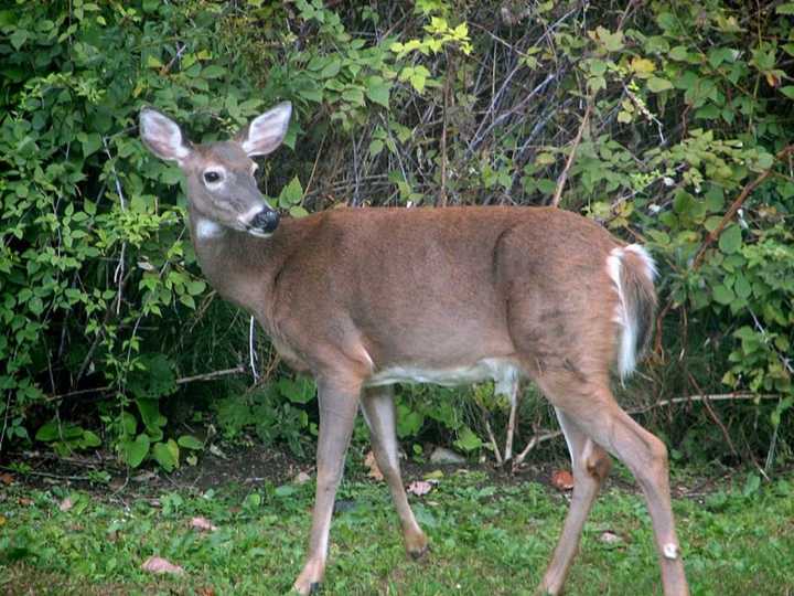 White-tailed deer.