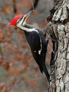 Pileated Woodpecker Spotted In Bedford