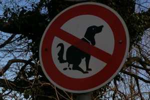 Hoboken Cops Going Undercover To Nab Dog Walkers Who Don't Scoop Poop