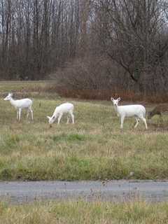 World's Largest White Deer Herd, Located Upstate, In Peril