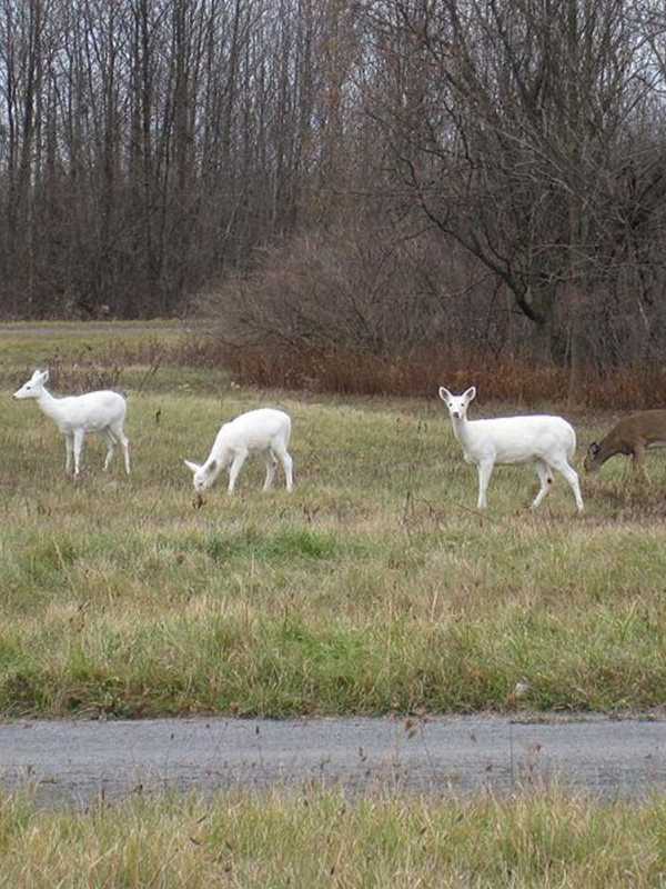 World's Largest White Deer Herd, Located Upstate, In Peril