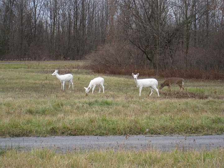 A large white deer population living in the former Seneca Army Depot located upstate faces an uncertain future when the land goes up for sale in December. 