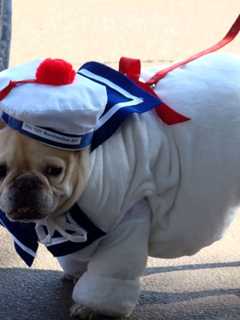 Fort Lee Celebrating Paws In The Park